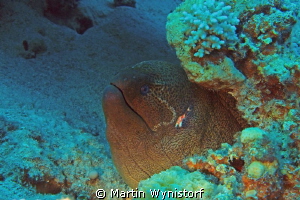 Some have a even bigger heads. This Muray is truly a giant! by Martin Wynistorf 